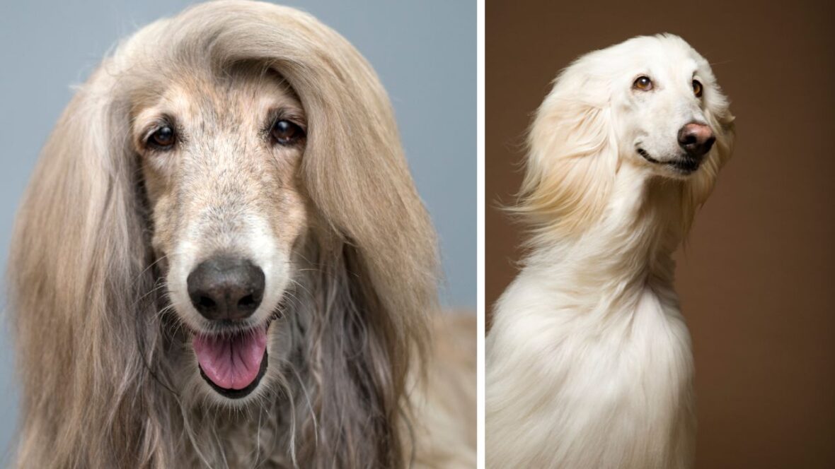 Afghan Hounds are a long haired dog breed with very long and luscious fur