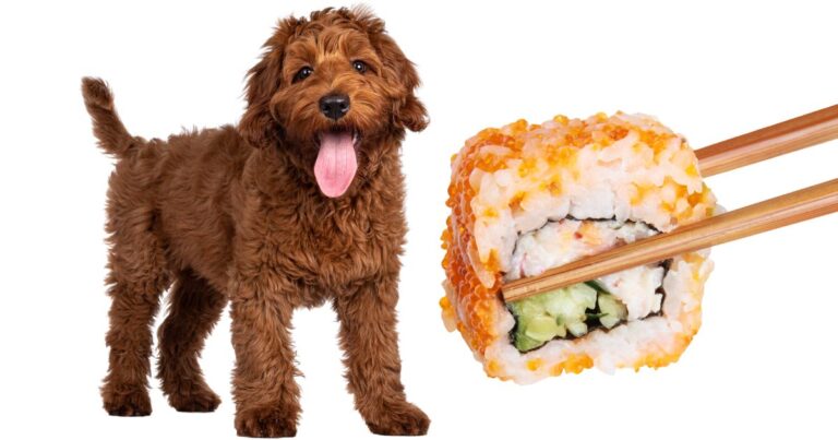 Asian Food-Inspired Names For Dogs
