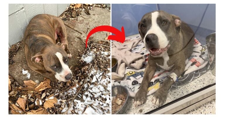 Homeless Dog Melts Hearts With 1st Tail Wag After Being Rescued From Below-Freezing Temperatures 