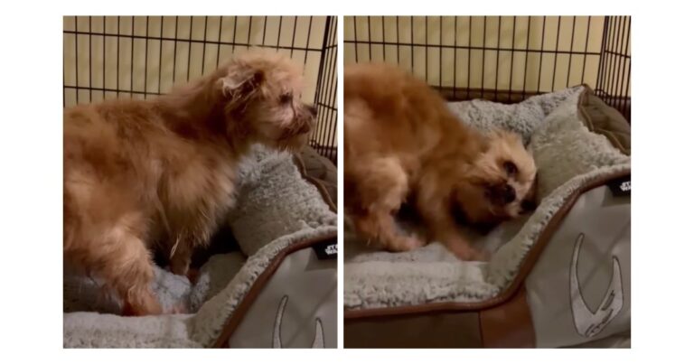 Abandoned Senior Dog’s Reaction to Sleeping In a Bed for 1st Time