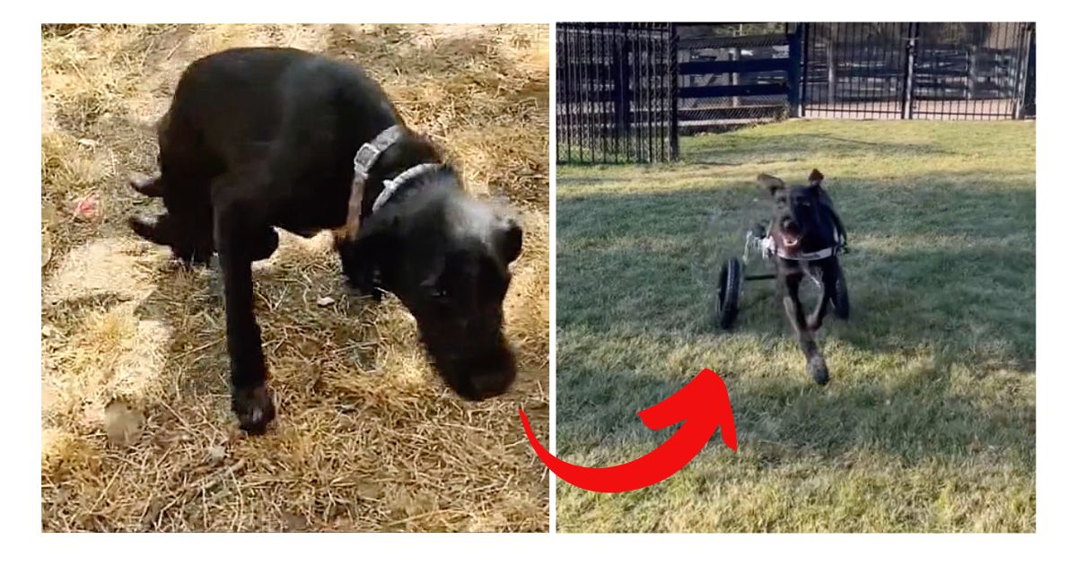 Watch The Joyous Moment A Paralyzed Dog Finally Runs As Fast As She Can ...