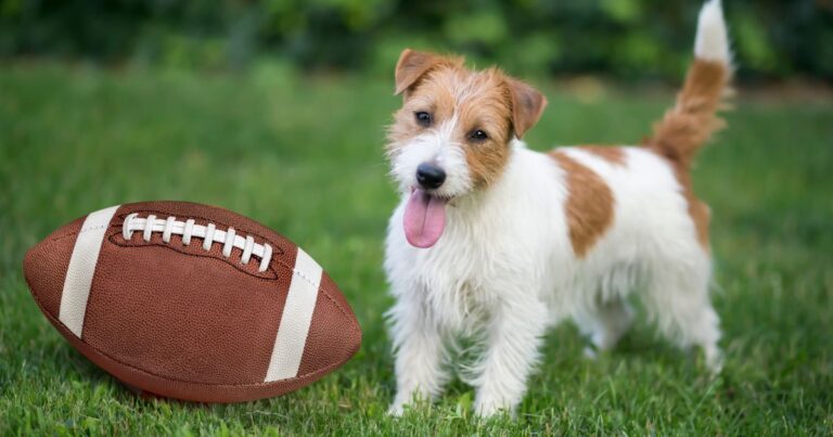 Football Inspired Dog Names