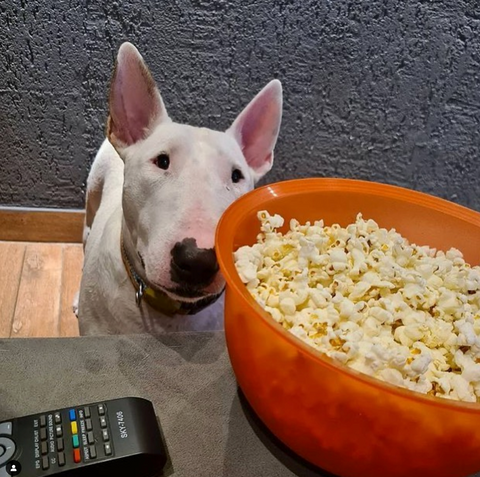 dog with a big bowl of popcorn
