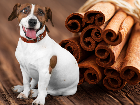 can dogs eat cinnamon