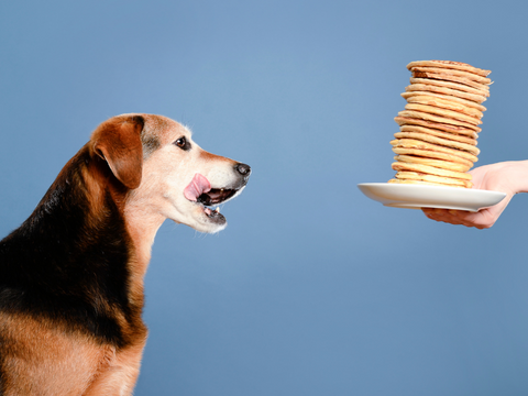 dog&pancakes
