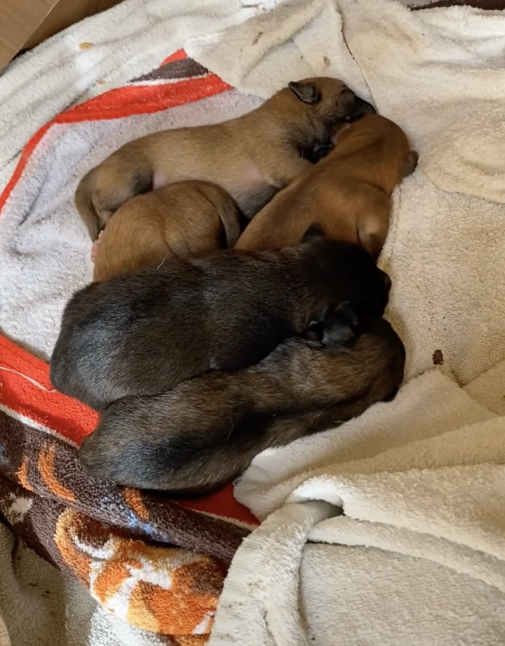 puppies born in remote cave