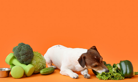 dog & vegetables
