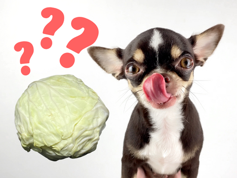 do dogs eat cabbage?