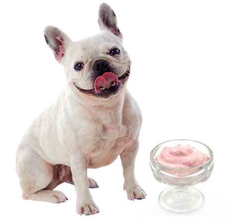 dog & pomegranate yogurt