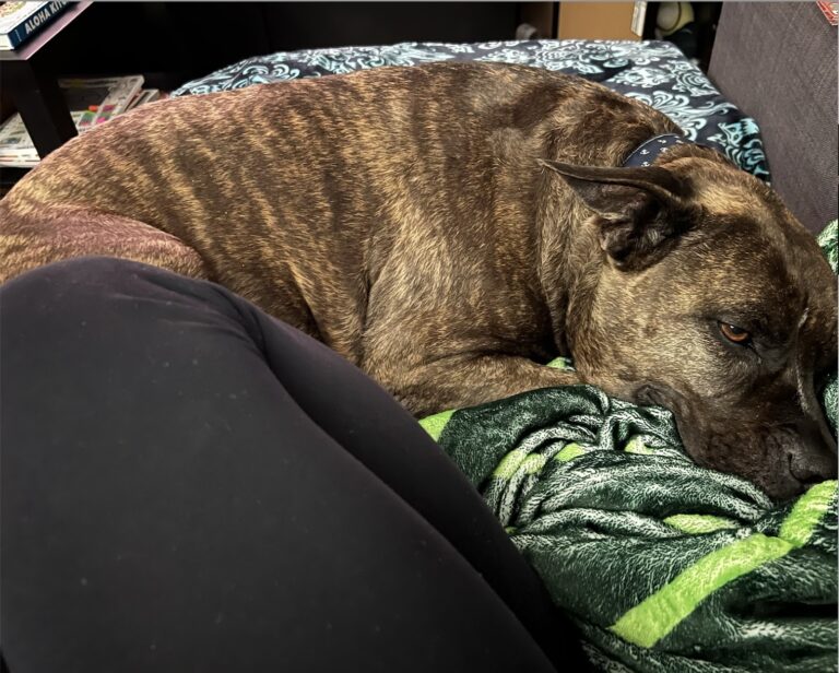 Shelter Dog Waits Months for Adoption After Surviving Maui Fires