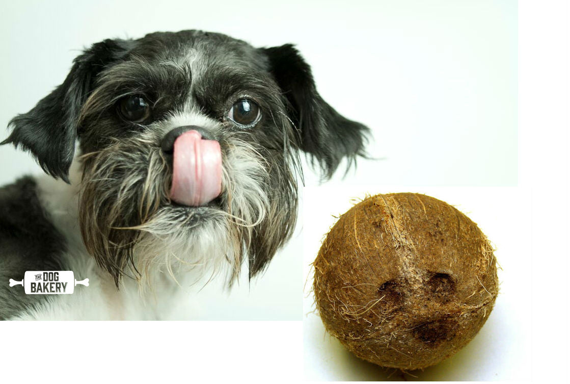 Coconut Oil is Good for Dogs, But What About Coconuts?