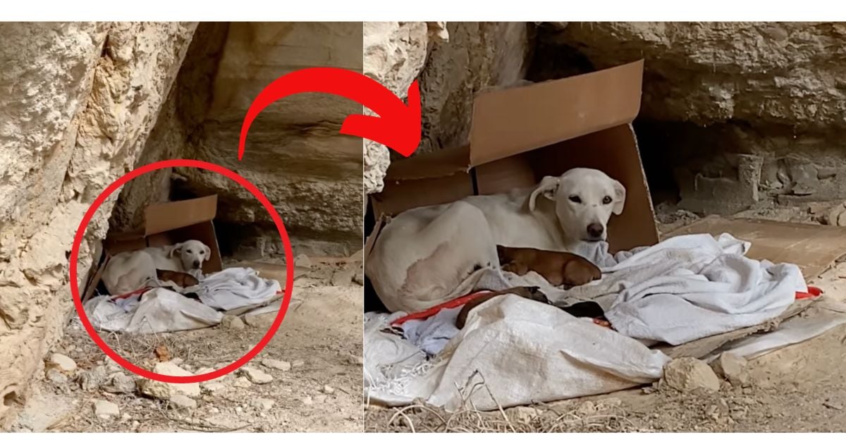 Abandoned Dog Gives Birth to 6 Puppies in Remote Cave; When Rescuers Find Her She Does The Sweetest Thing - Rocky Kanaka