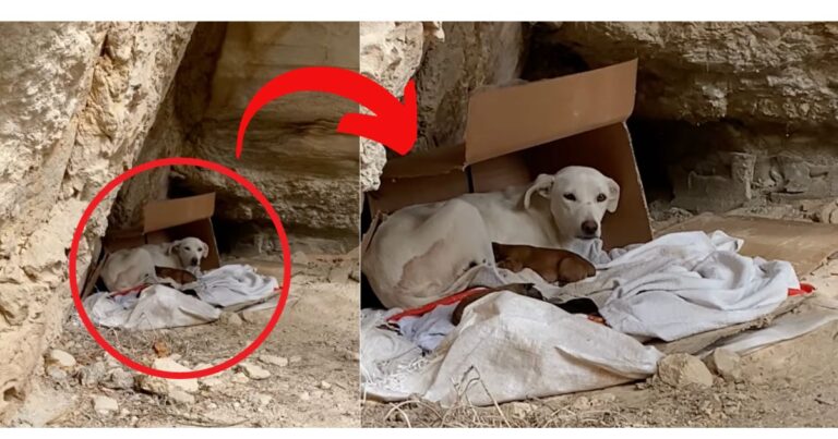 Abandoned Dog Gives Birth to 6 Puppies in Remote Cave