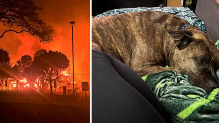 dog rescued from Maui fire