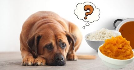 What To Feed a Dog With an Upset Stomach: How to Ease Your Dog’s Digestive Discomfort