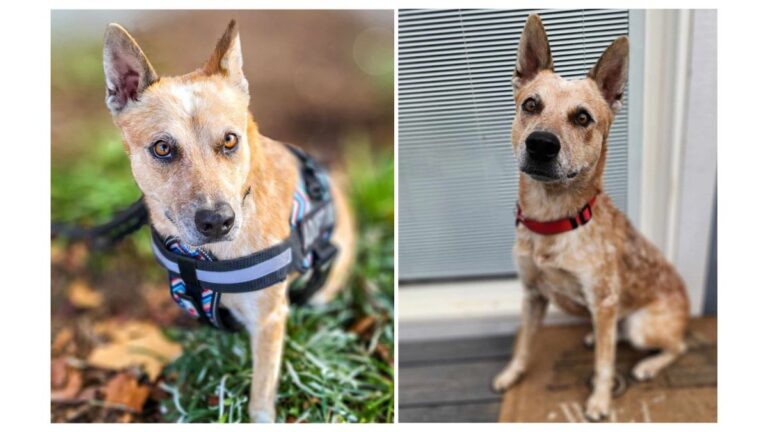 Dog up for adoption: Cattle Dog Found Starved and Almost Blind Now Searching for Forever Home