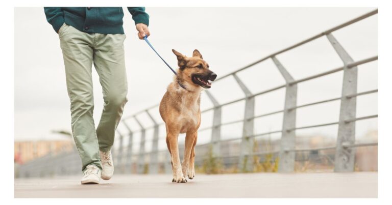 Best Cities to Walk Your Dog