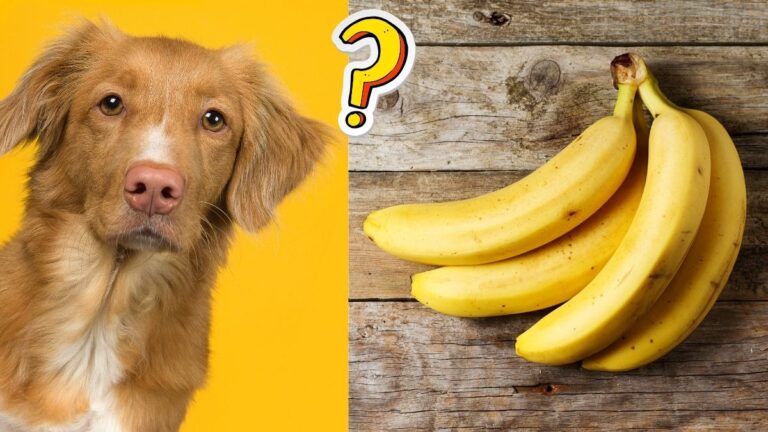 Can Dogs Eat Bananas? 
