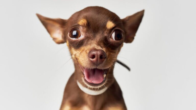 Chihuahuas are the Most Popular Dog. But are They the Most Overrated?