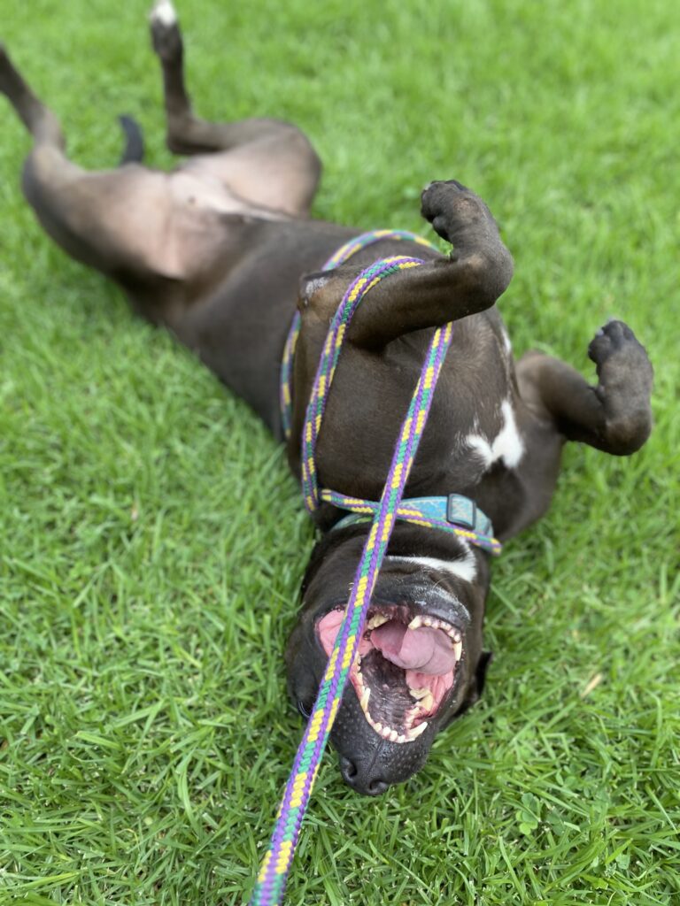 Dog up for adoption: This Goofy Pitbull Is a Staff Favorite, so Why Has She Waited 600 Days For a forever home?
