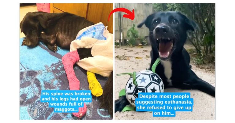 dog rescue story