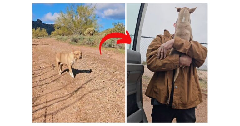 Dog rescue: Tiny Dog Lost in Desert Reunited With Dad Thanks to Microchip and Kind Strangers