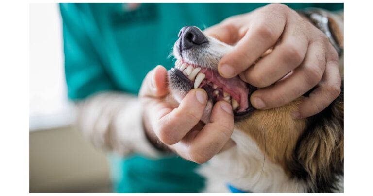 dog root canal