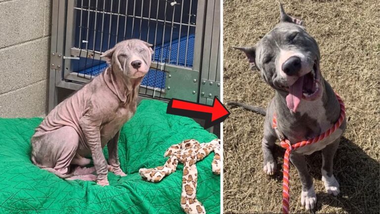 dog rescue: Neglected Pit Bull’s Dramatic Rescue Turns Into a Journey of Love and Healing