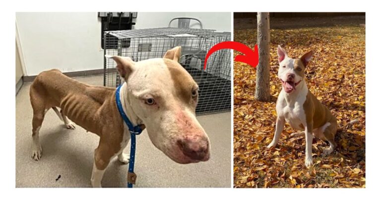 Dog rescue: Emaciated Pitbull Was So Terrified The Shelter Had To Sedate Her