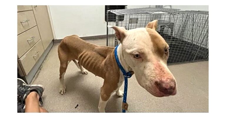 Dog rescue: Emaciated Pitbull Was So Terrified The Shelter Had To Sedate Her