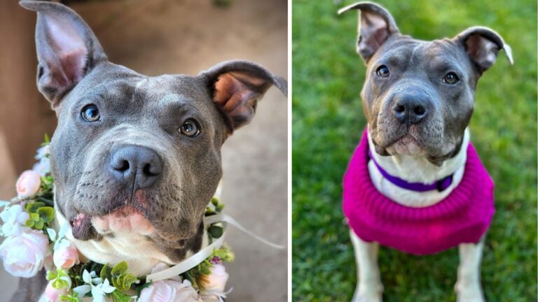 Dog Rescue: Pit Bull's Rescue Just Seconds Before Euthanasia Inspires Journey of Hope and Healing