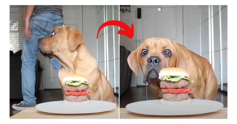 Leave it challenge: Blind Cane Corso Is Left Alone With Juicy Hamburger