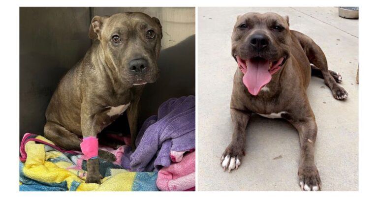 With Deadline Looming, Mara the Pit Bull Races To Find Someone To Give Her A 2nd Chance