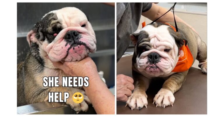 Neglected Bulldog Gets a Dramatic Makeover You Have to See