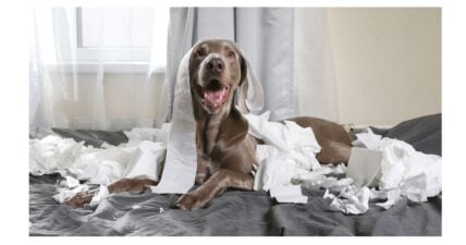 The #1 Worst Dog Breed For Apartments, According To Property Managers & Renters