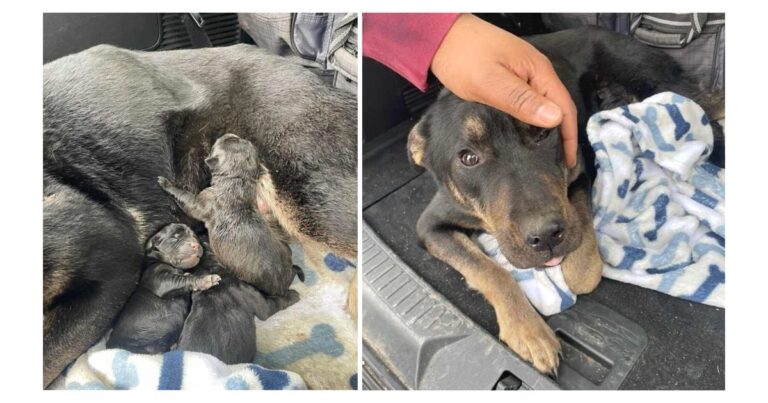 Dog rescue: Newborn Pups Cling To Injured Mom Through Bitter Cold Detroit Nights