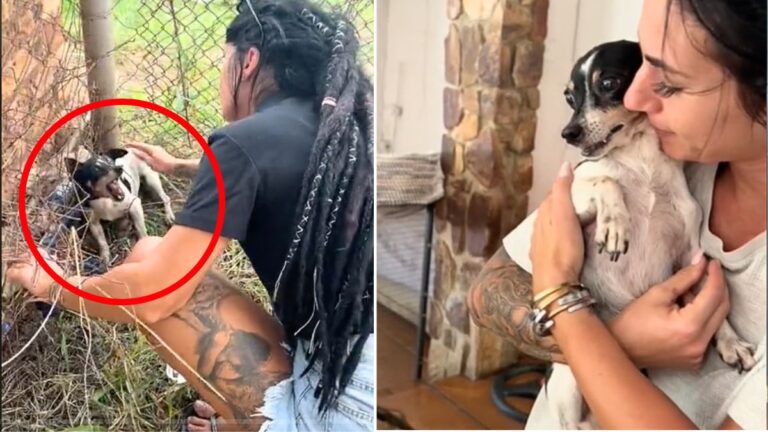 Dog Rescue: Scared Dog Who Only Knew Fear Discovers What Love Feels Like For The First Time