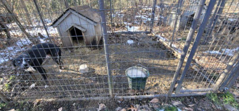 Dog abandoned in frozen kennel