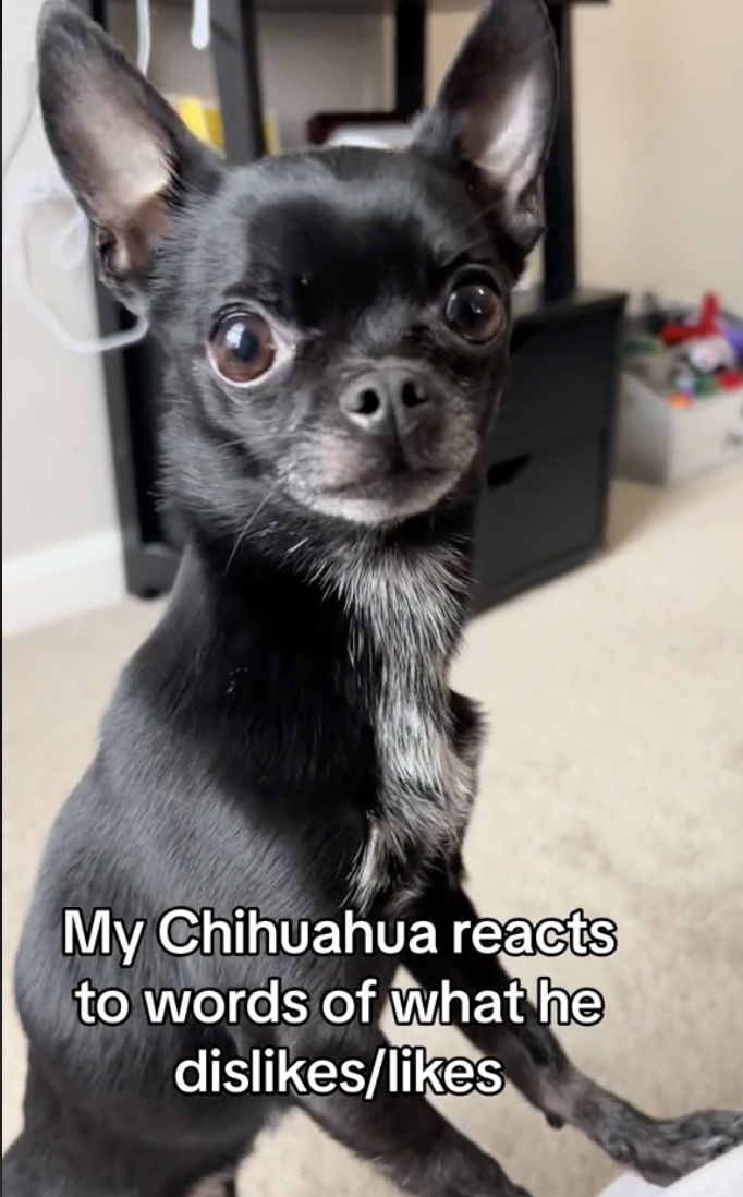 Chihuahua Show Off His Big Vocabulary