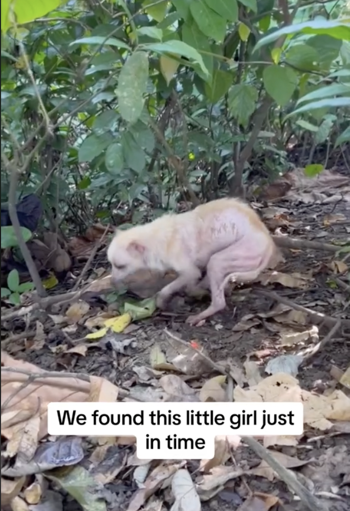 Dog Left Alone in the Jungle