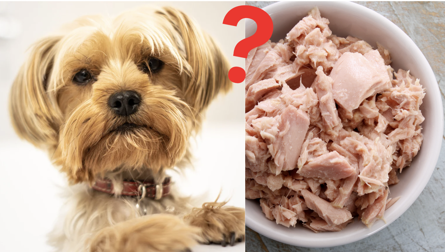 Can Dogs Eat Tuna Why Dog Owners Should Be Cautious Rocky Kanaka can-dogs-eat-tuna-why-dog-owners-should-be-cautious-rocky-kanaka