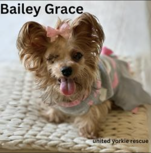 Baily - dog rescue