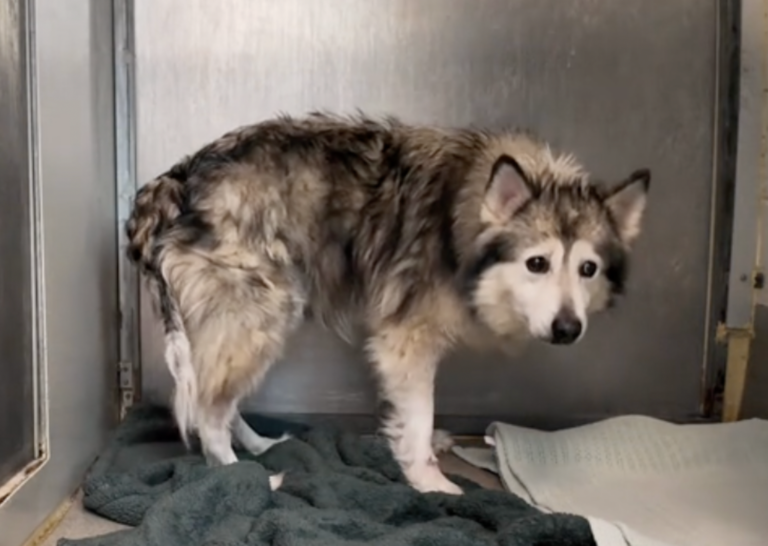 Sitting with dogs: The Heartwarming Moment A Terrified Malamute Is Comforted by His Sister In Shelter Kennel