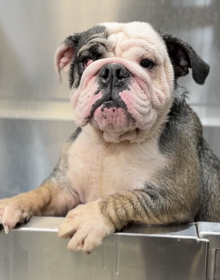Neglected Bulldog Gets a Dramatic Makeover You Have to See
