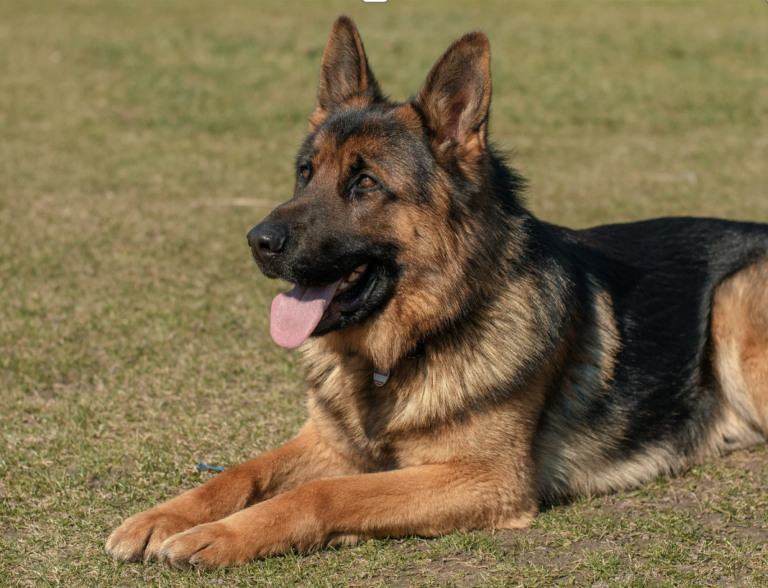 best dog breeds for families: German shepherd Should be Avoided If You Have Young Kids