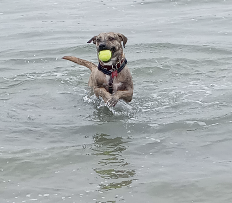 The Vet Said This Dog Wasn’t Worth Saving, But Sage Met The Perfect Humans To Help Her Beat The Odds