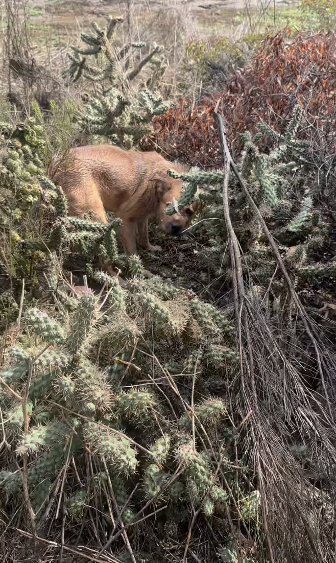 dog rescue: Abandoned Dog Stuck In Cactus Field Too Scared To Trust Rescuers Trying To Save Him