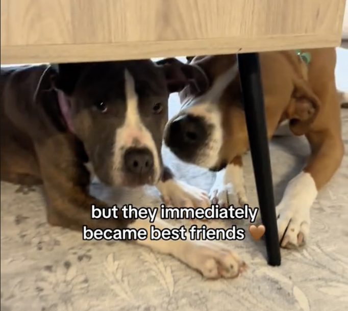 Dog Rescue: Rescued Puppy Brings Pure and Unexpected Joy to Pit Bull Sibling