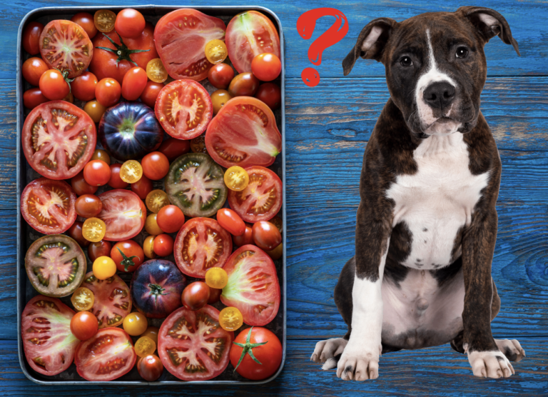 Can Dogs have Tomatoes? 