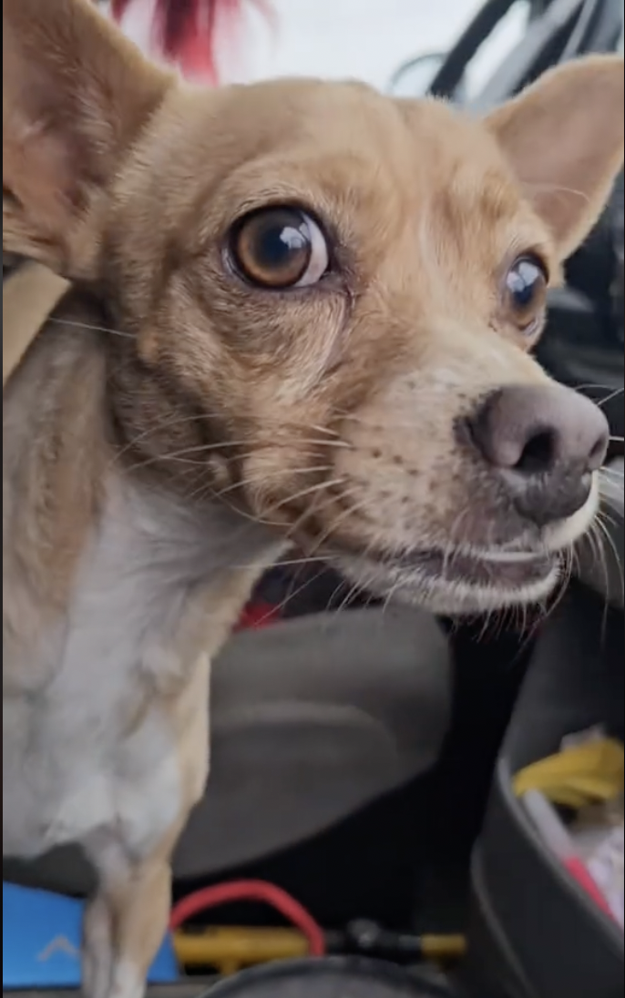 Dog rescue: Tiny Dog Lost in Desert Reunited With Dad Thanks to Microchip and Kind Strangers